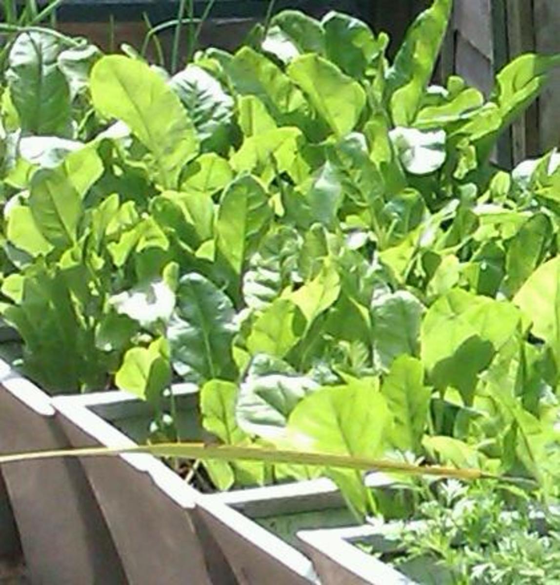 How to Grow Fruit Trees in Pots & Containers