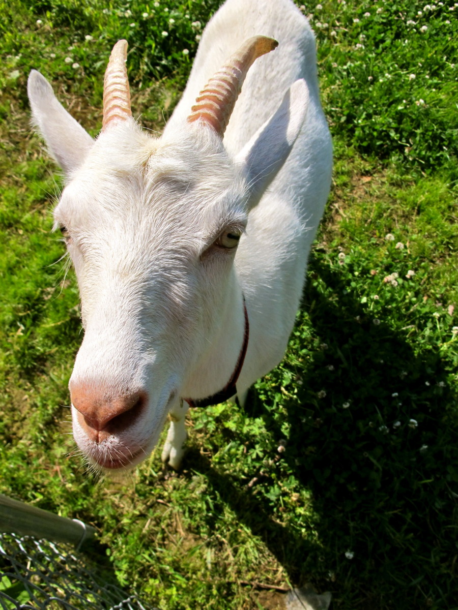 Raising Goats: How to Choose a Breed | Owlcation