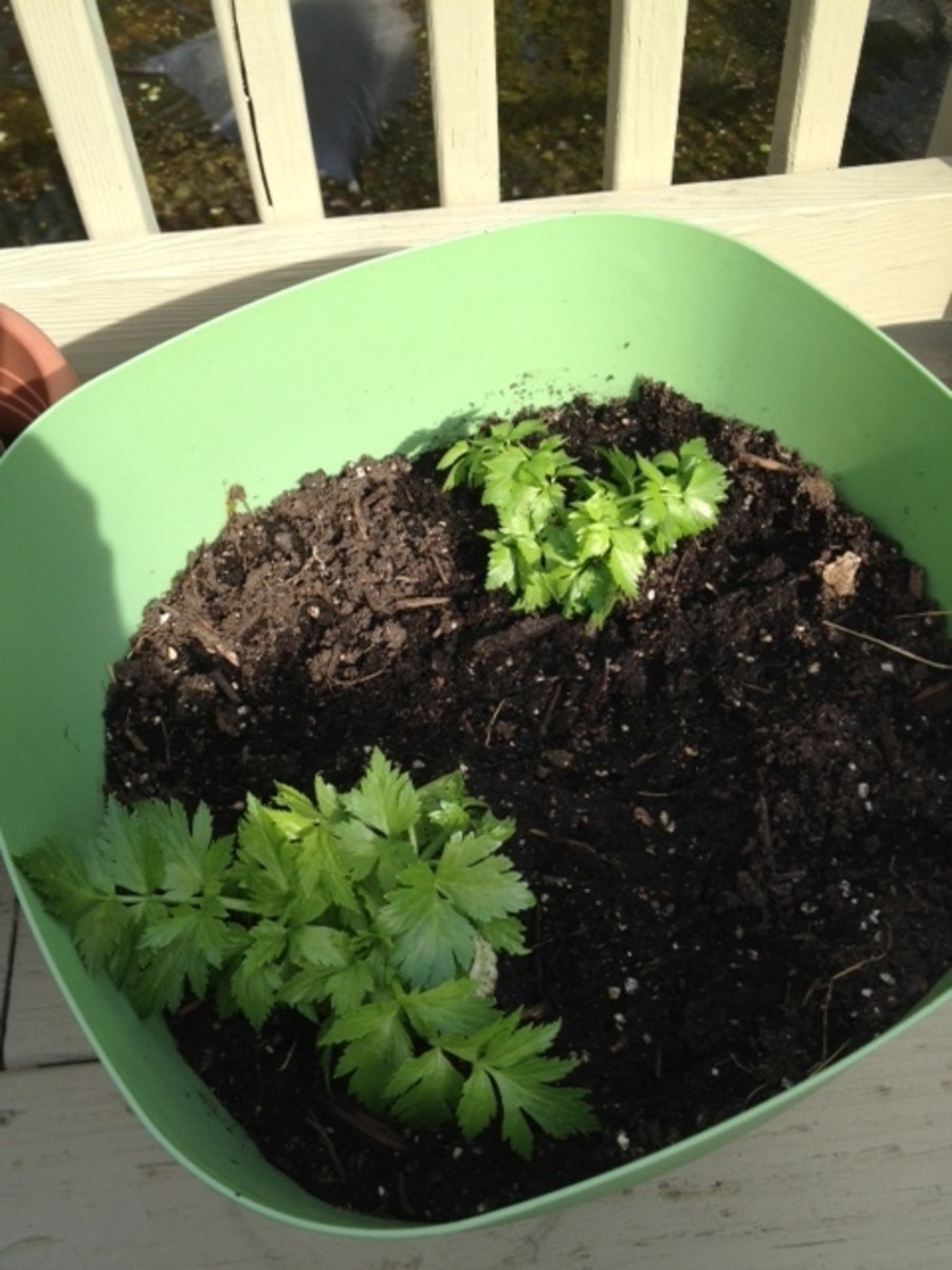 Easy Gardening Grow Vegetable Plants from Kitchen Scraps! Dengarden