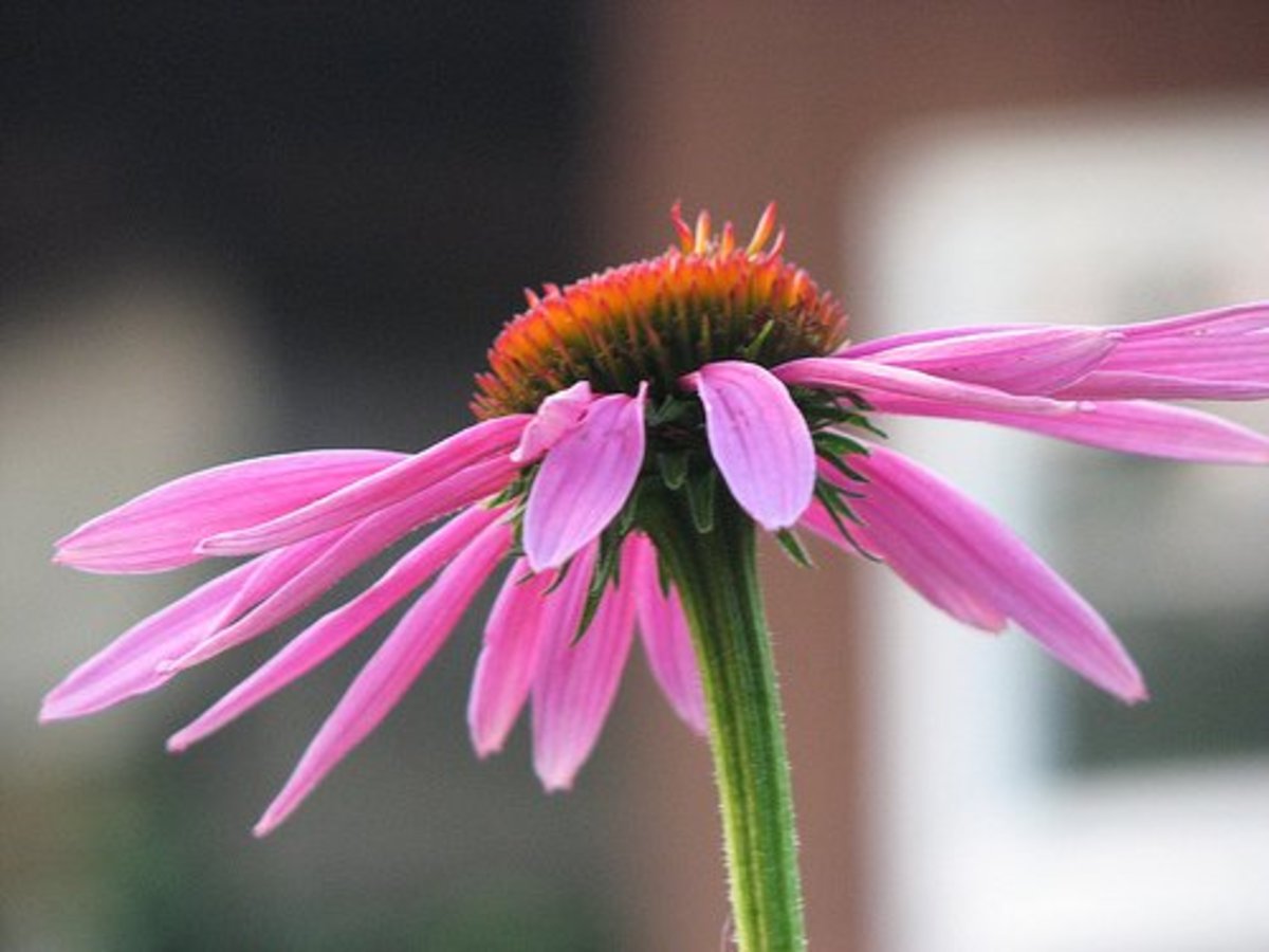 Five Common Types of Daisies Dengarden