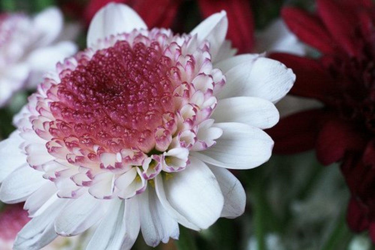 Five Common Types of Daisies Dengarden