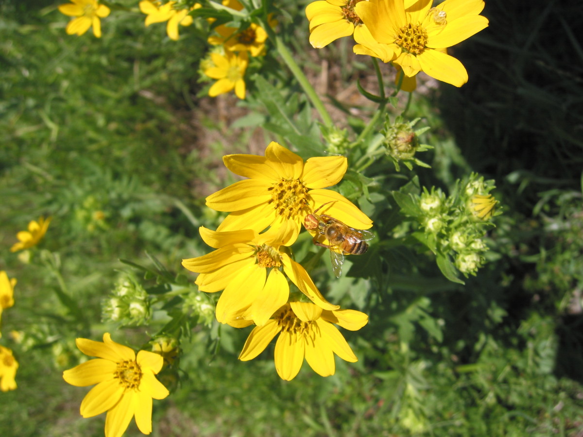 Route for Best Texas Wildflowers with Identification Guide HubPages