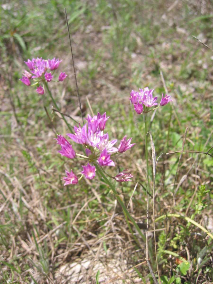 Route for Best Texas Wildflowers with Identification Guide HubPages