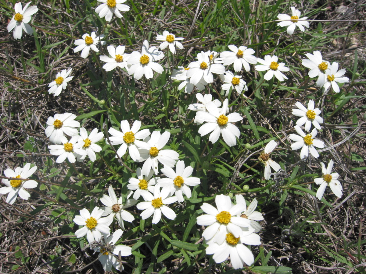 Route for Best Texas Wildflowers with Identification Guide HubPages