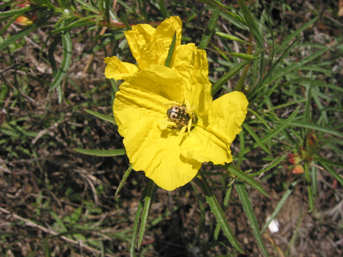 Route for Best Texas Wildflowers with Identification Guide HubPages