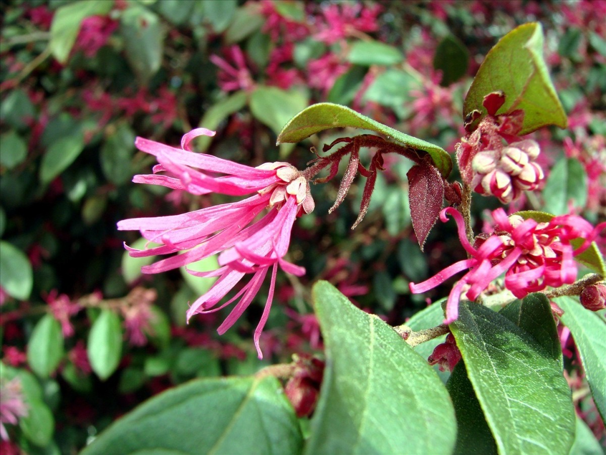 Best FullSun Plants and Shrubs for Your Yard Dengarden