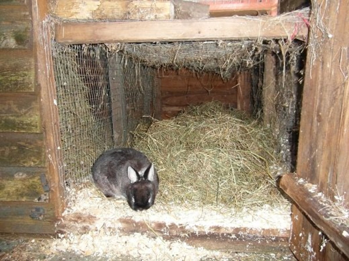 Dwarf Rabbit Care What Does a Dwarf Rabbit Need? PetHelpful