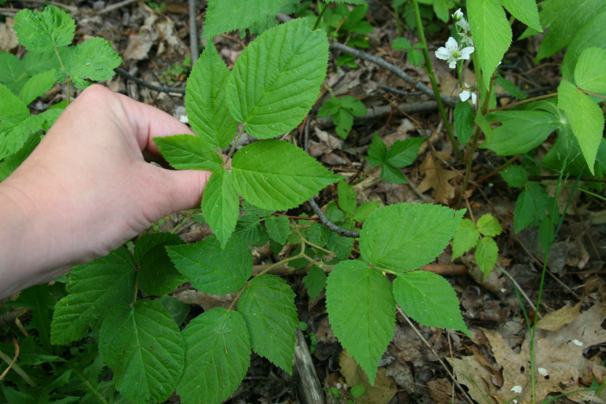 How to Identify Poison Ivy Images and Treatment