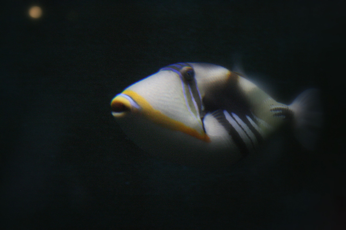 Humuhumunukunukuapua'a Facts Hawaii's State Fish (with Pictures