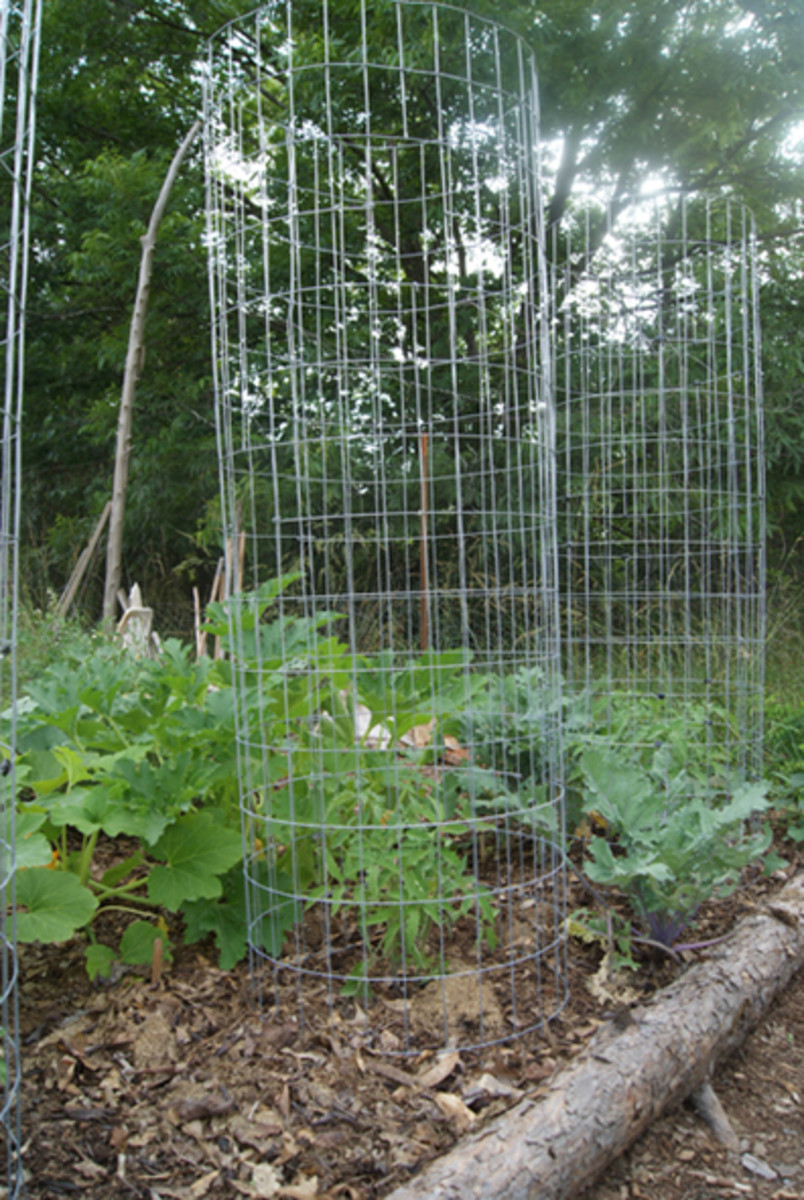 How to Make Your Own Tomato Cages HubPages