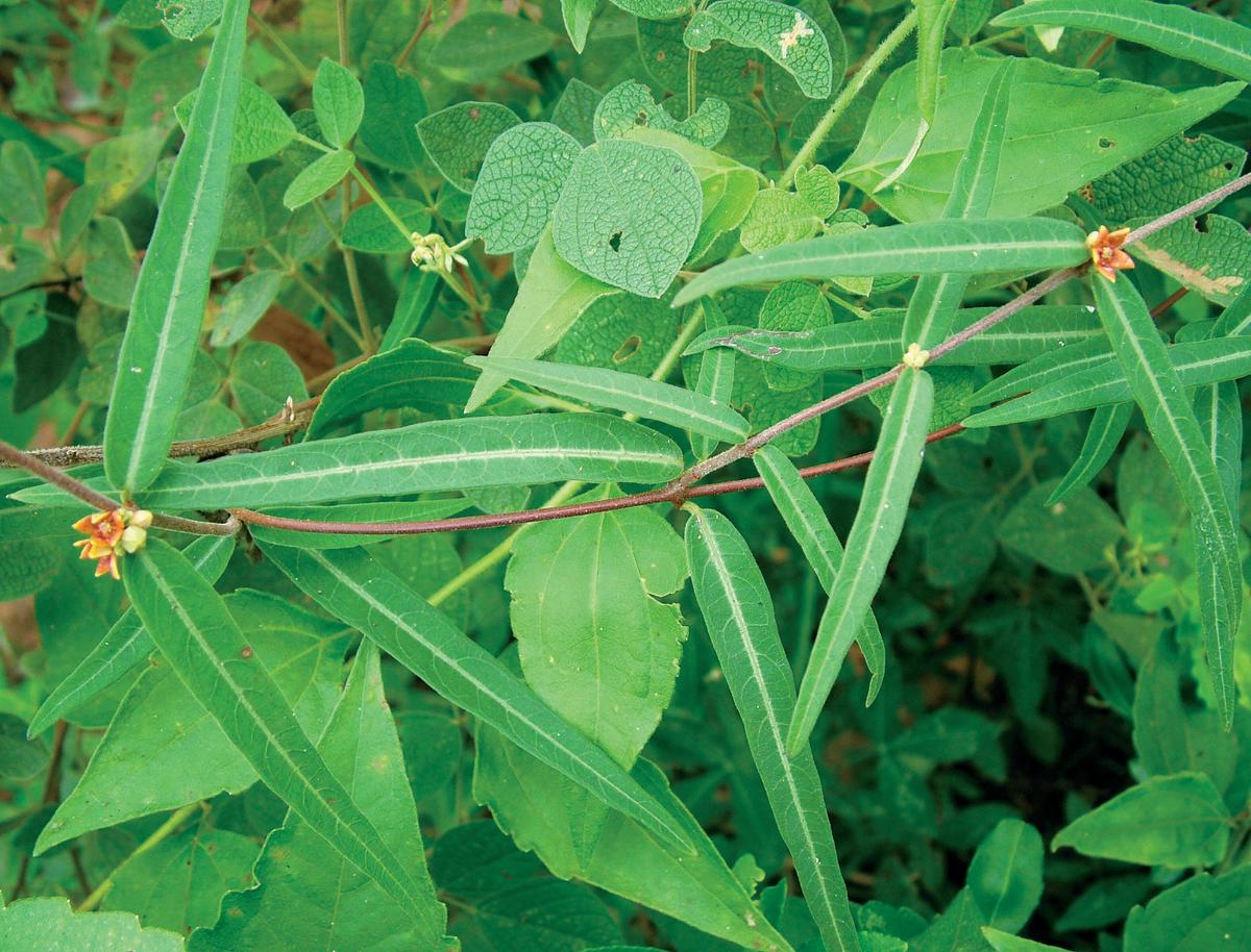 What is Sarsaparilla? What are the health benefits? Why Sarsaparilla