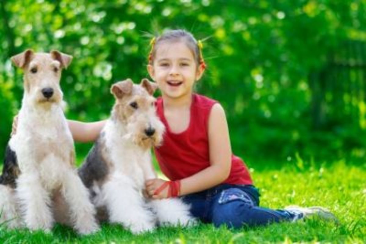 Best Small Dog for Kids with Allergies HubPages