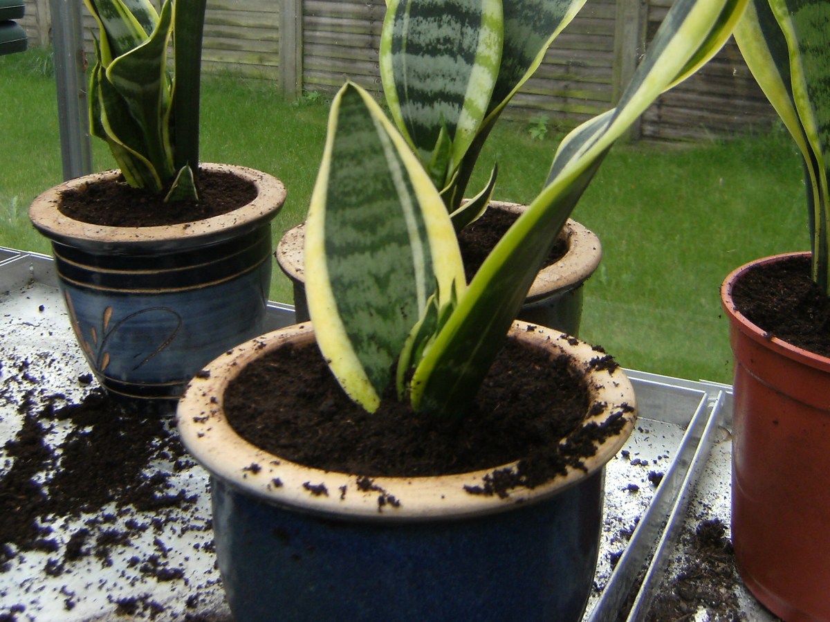 pic of mother in law&rsquo;s tongue plant