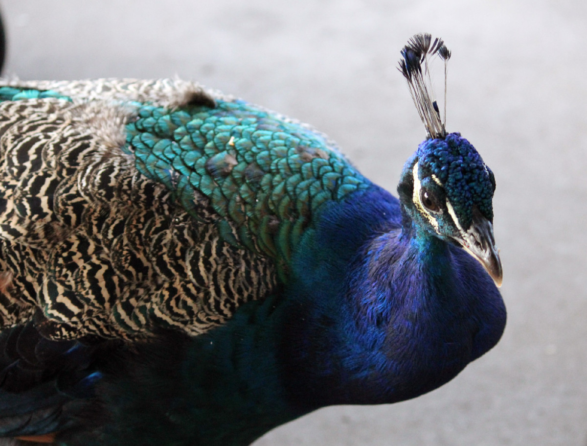 Why Feeding Junk Food to the Peacocks at the Zoo Is a Bad Idea PetHelpful