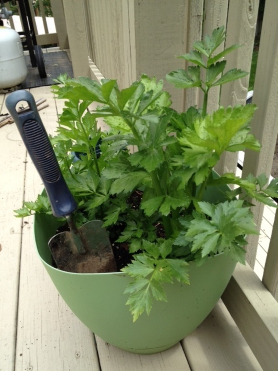 Easy Gardening Grow Vegetable Plants from Kitchen Scraps! HubPages