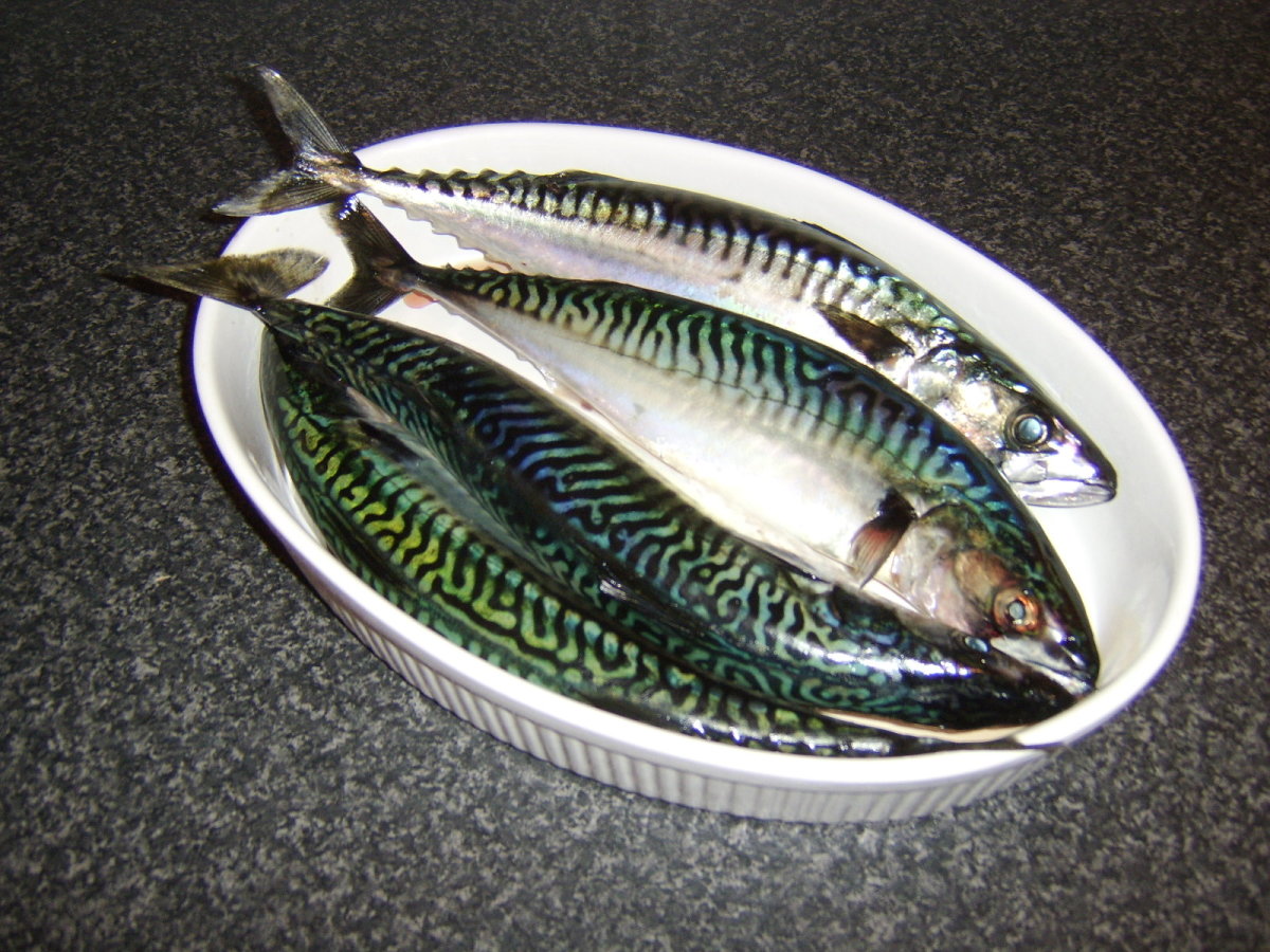 Quick and Easy Mackerel Recipes From Sea, to Shore, to Plate Delishably