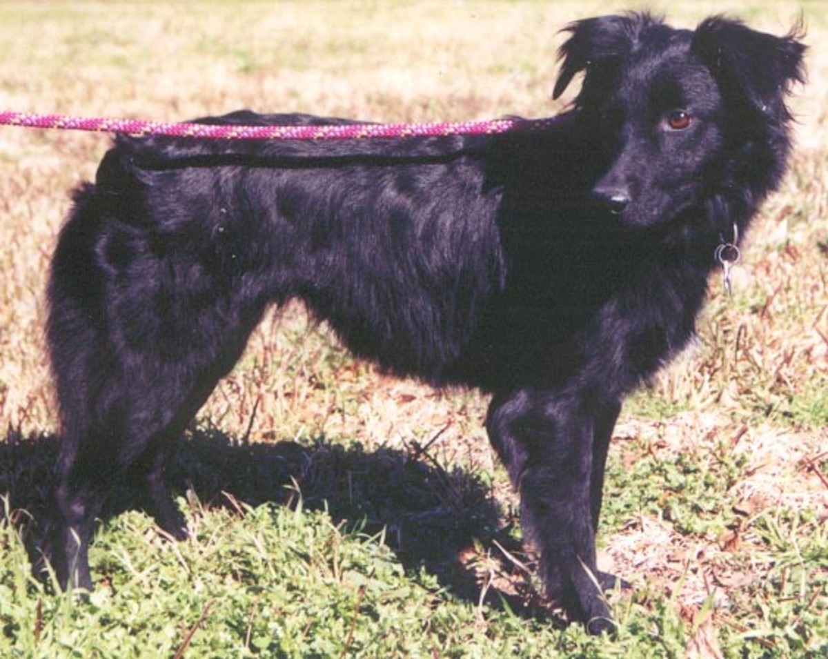 Common Black Australian Shepherd Color Patterns HubPages