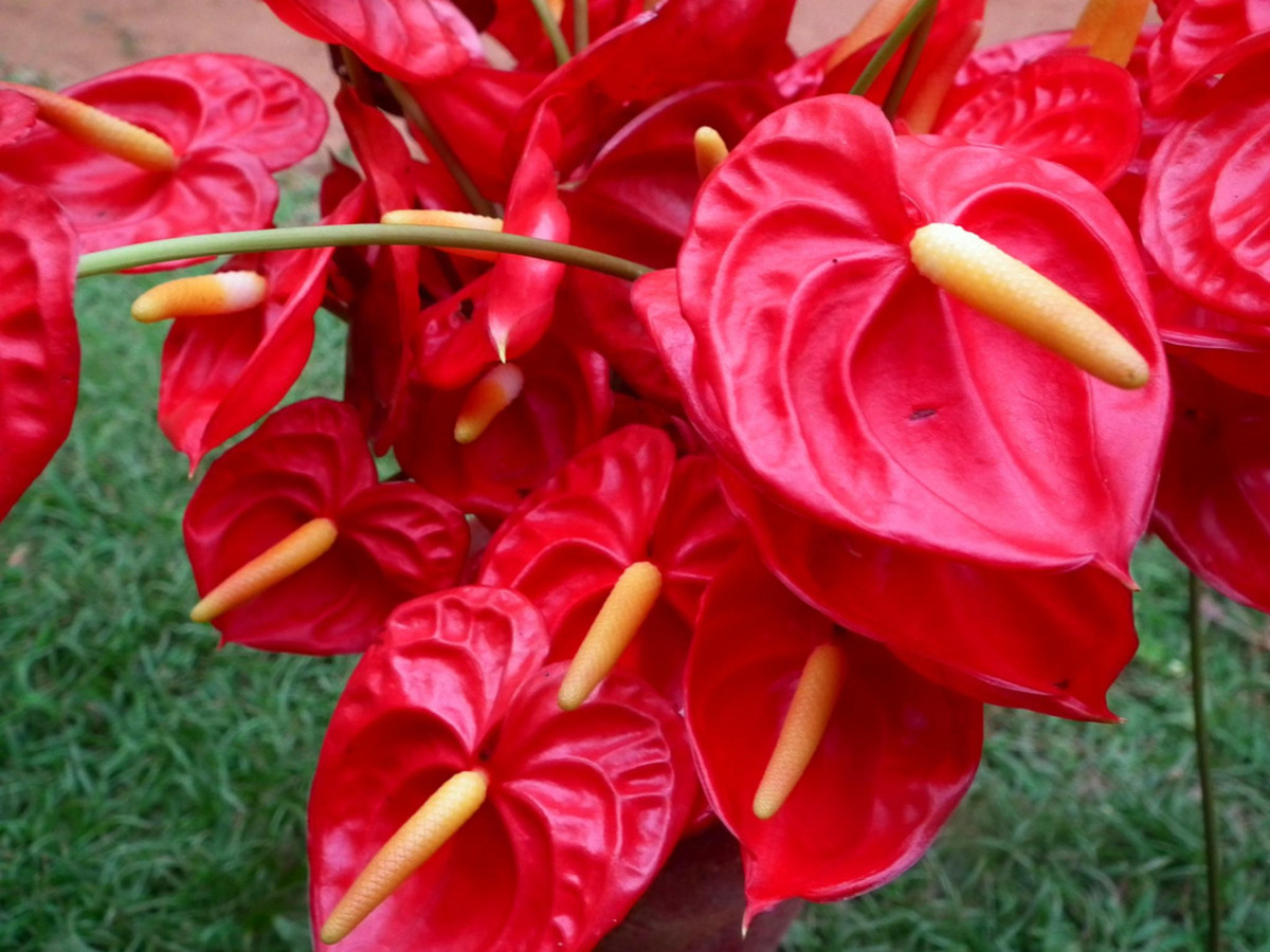 Basic Care for Anthuriums Dengarden