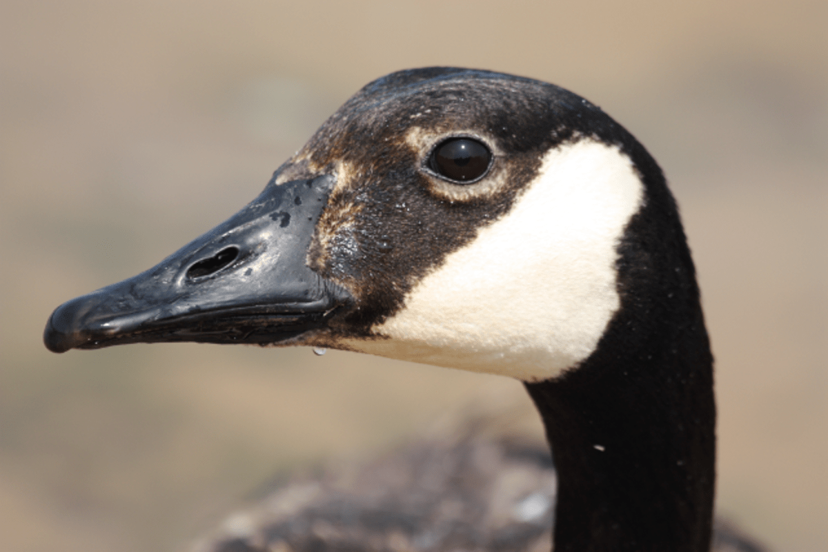 The Canada Goose Facts and Information Owlcation