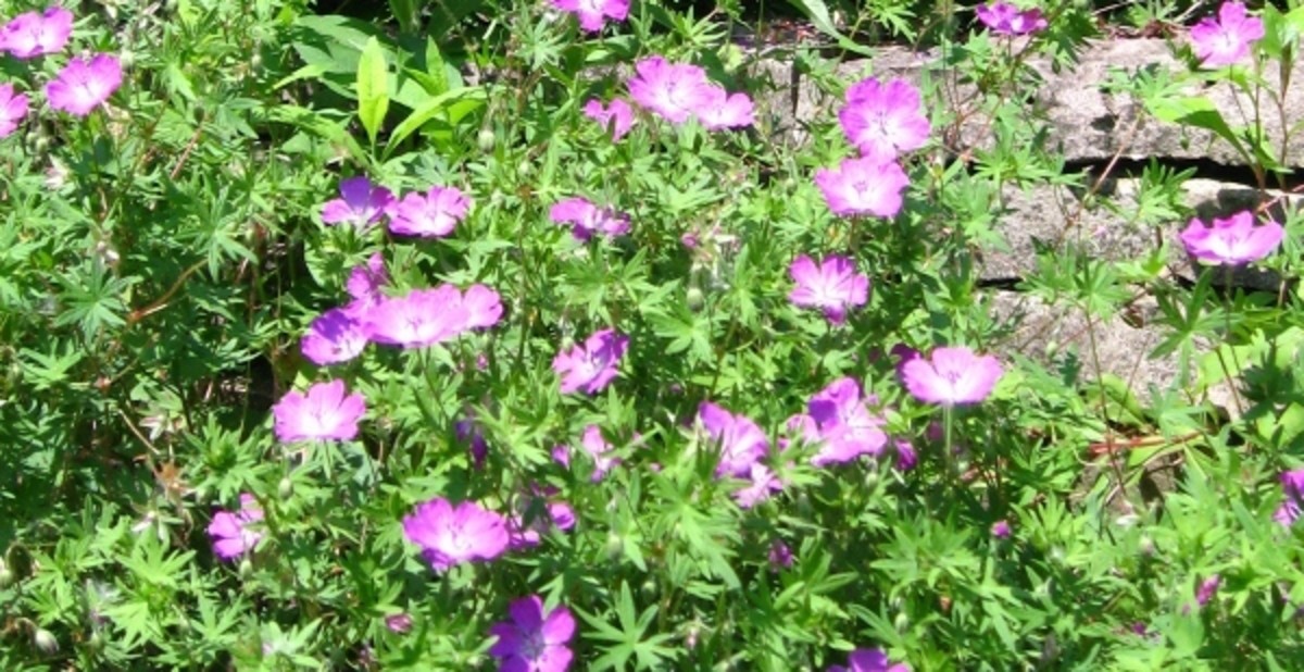 Annual, Biennial, and Perennial Plants and Herbs Dengarden