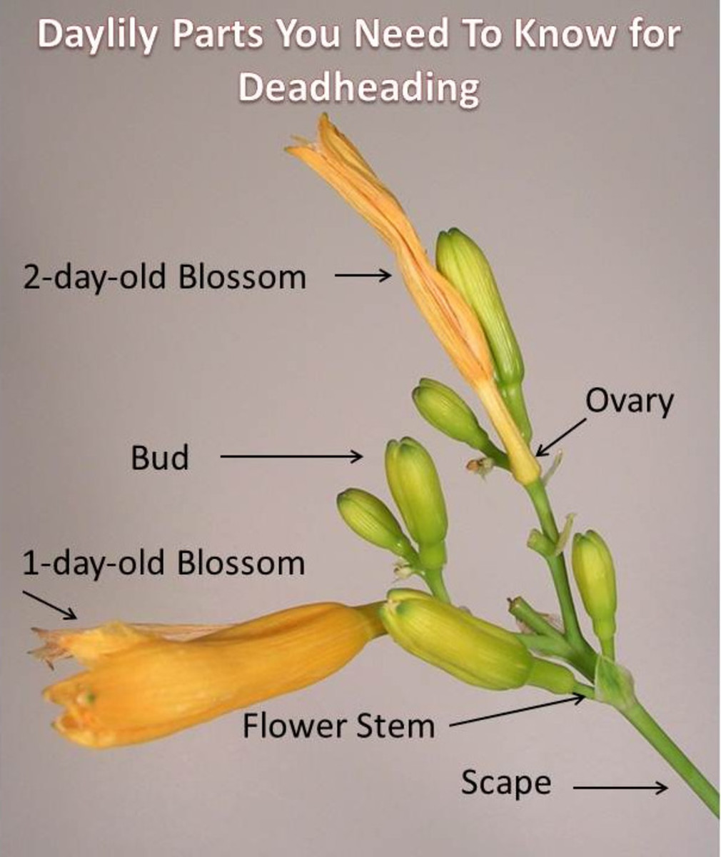 How to Keep Stella de Oro Daylilies Blooming All Season Dengarden