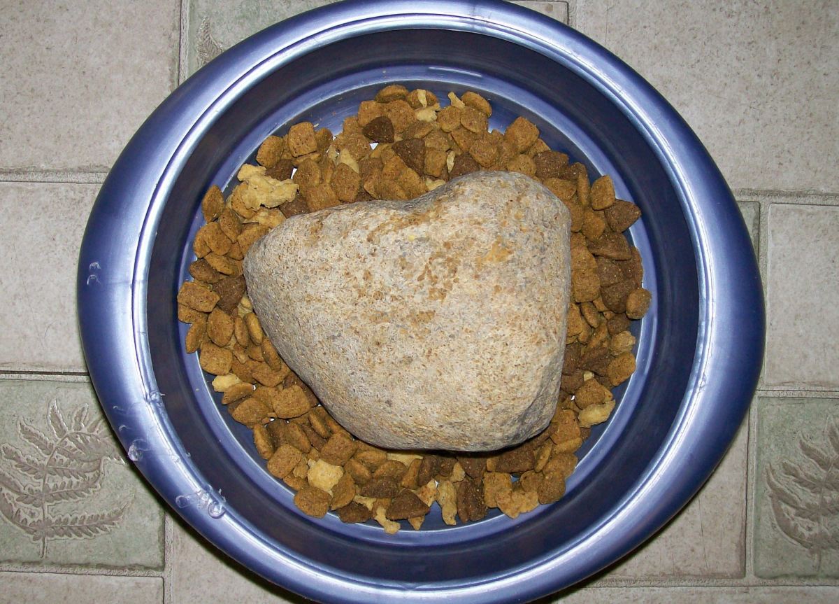 How to Stop a Dog From Eating Too Fast Tips to Prevent Bloat PetHelpful