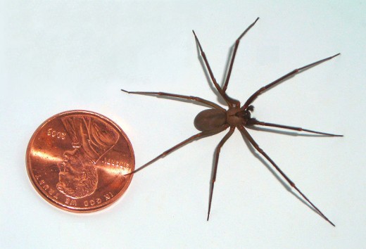 Poisonous Spiders In North Carolina Owlcation