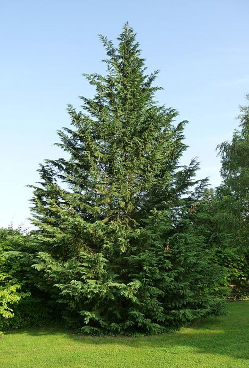 Fast Growing Evergreens for Quick Privacy HubPages