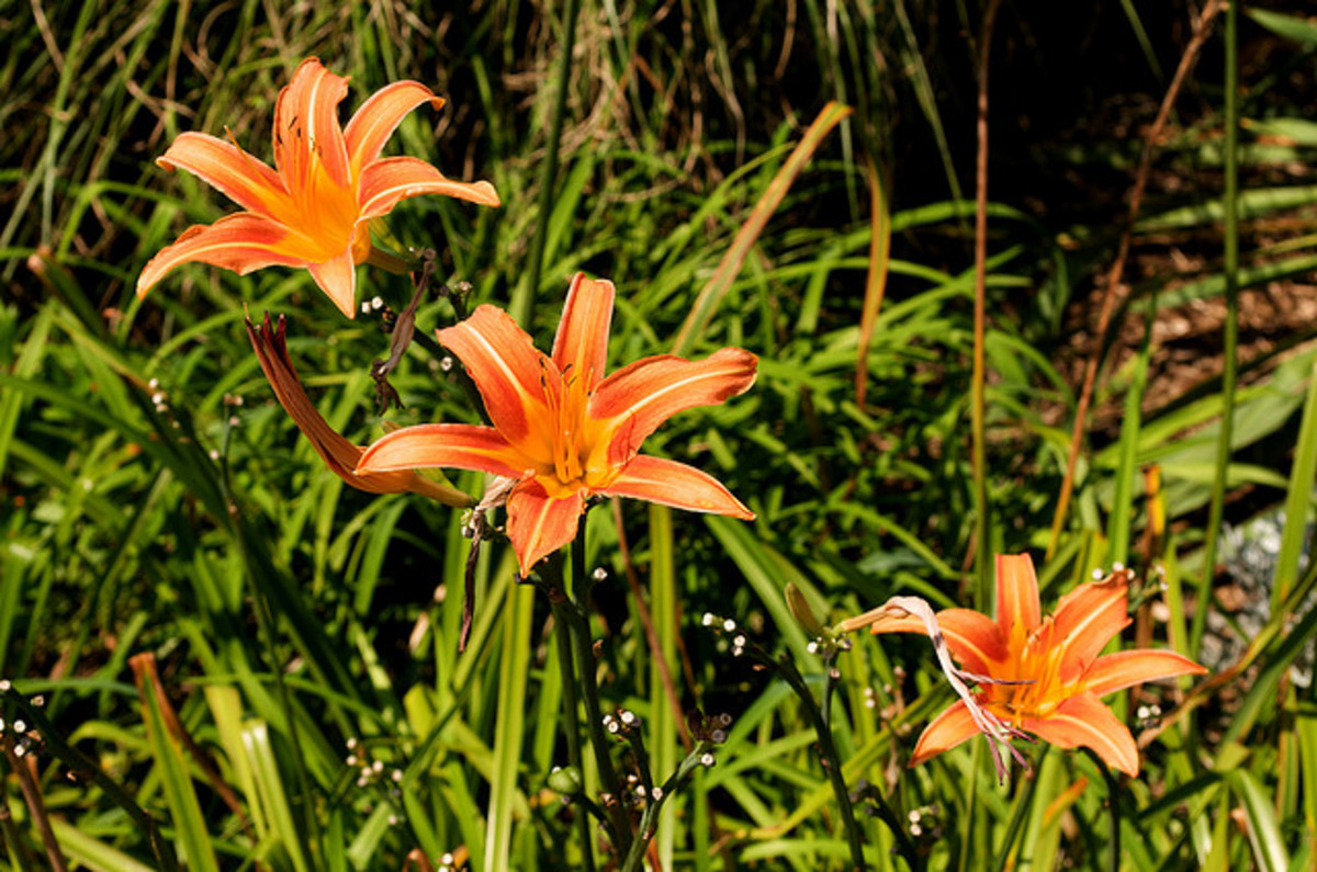 Flowers That Look Like Small Lilies Lily Looks 'Tiny Double You' PPAF