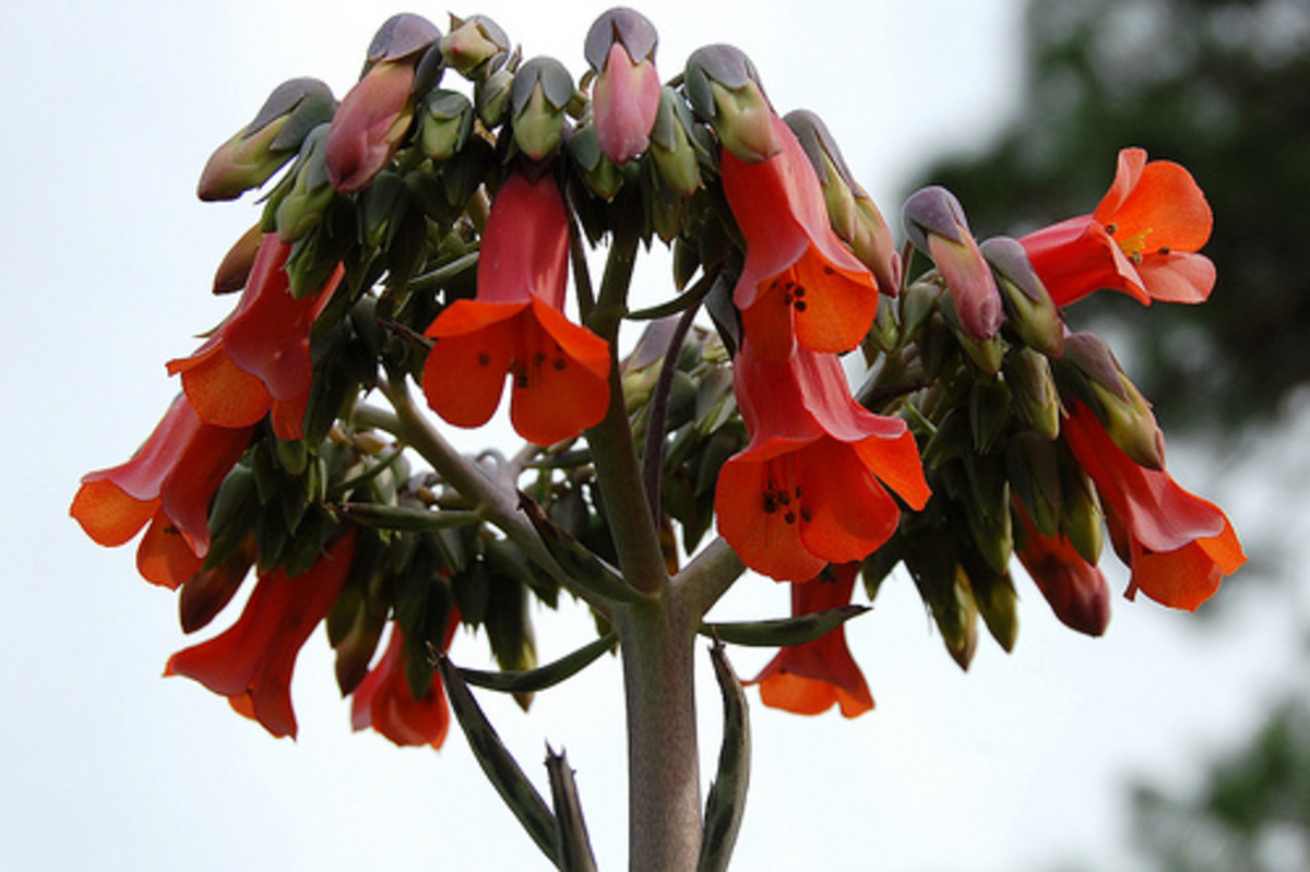 A List of Tubular Flowers HubPages