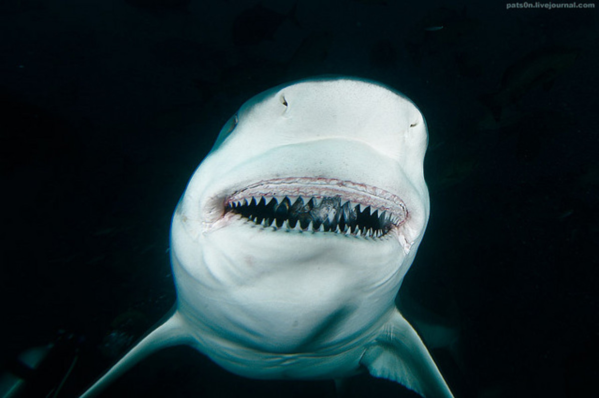 Bull Sharks Facts HubPages
