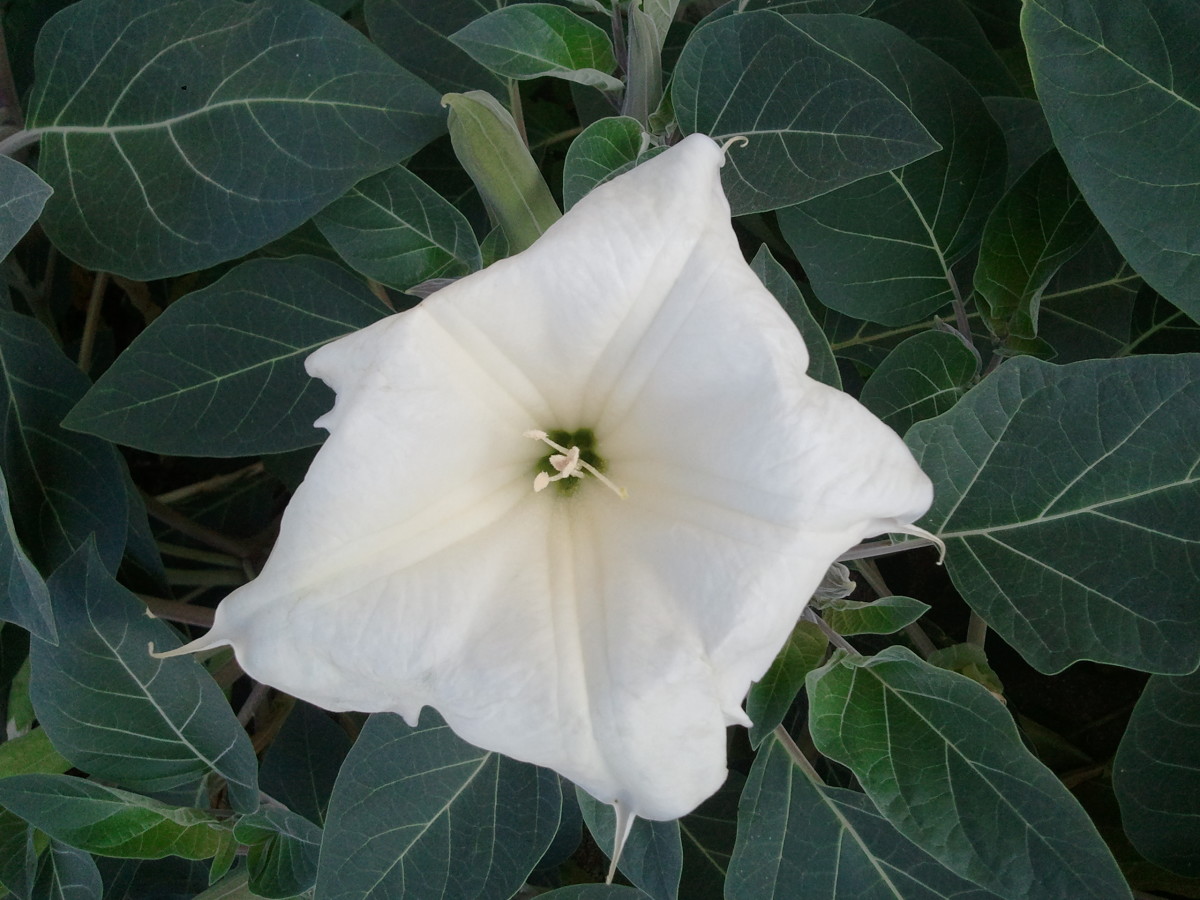 Growing Datura Moonflowers | Dengarden