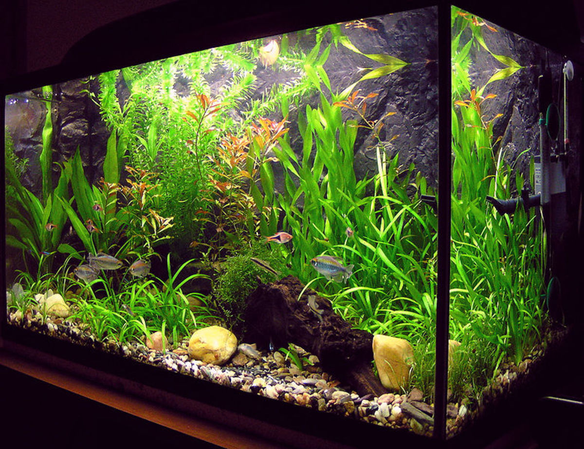 How To Cycle Your New Fish Tank? PetHelpful