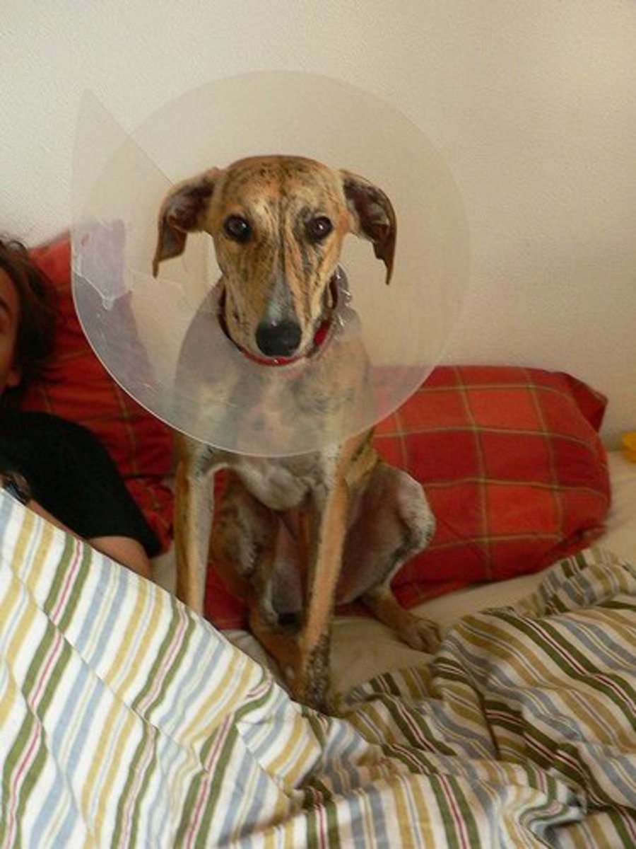 Simple First Aid to Treat Your Dog's Cuts and Small Wounds at Home