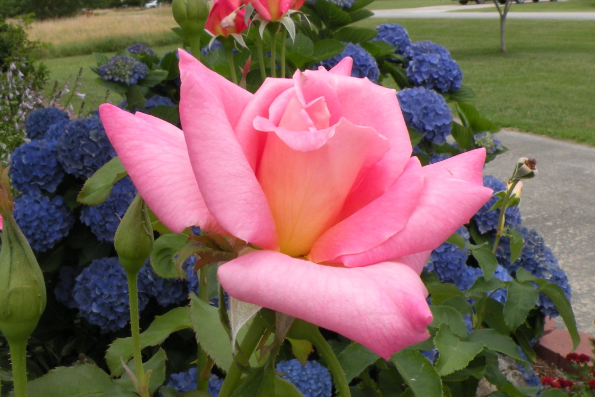 Summer Flowers Photos from My North Carolina Garden HubPages