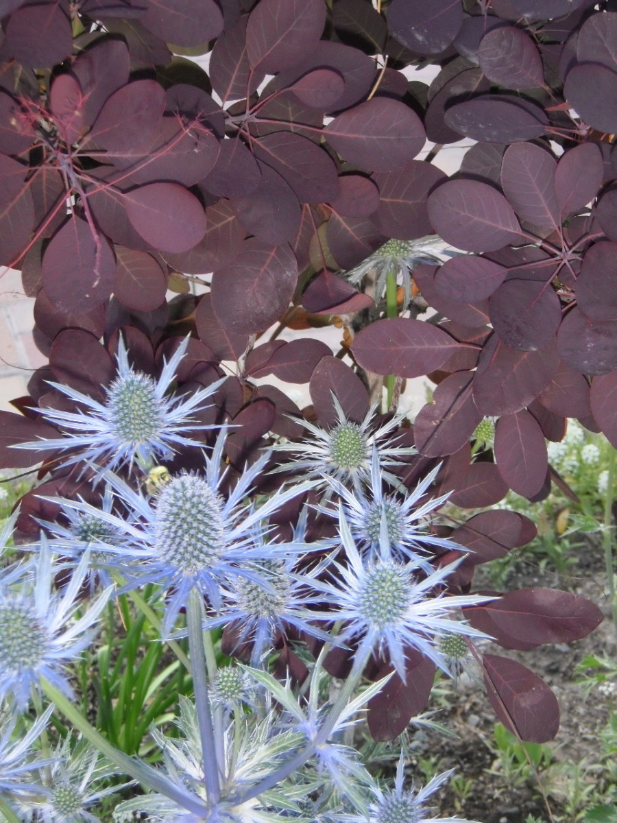 22 Best Plants for Sun with Summer Flowers Dengarden