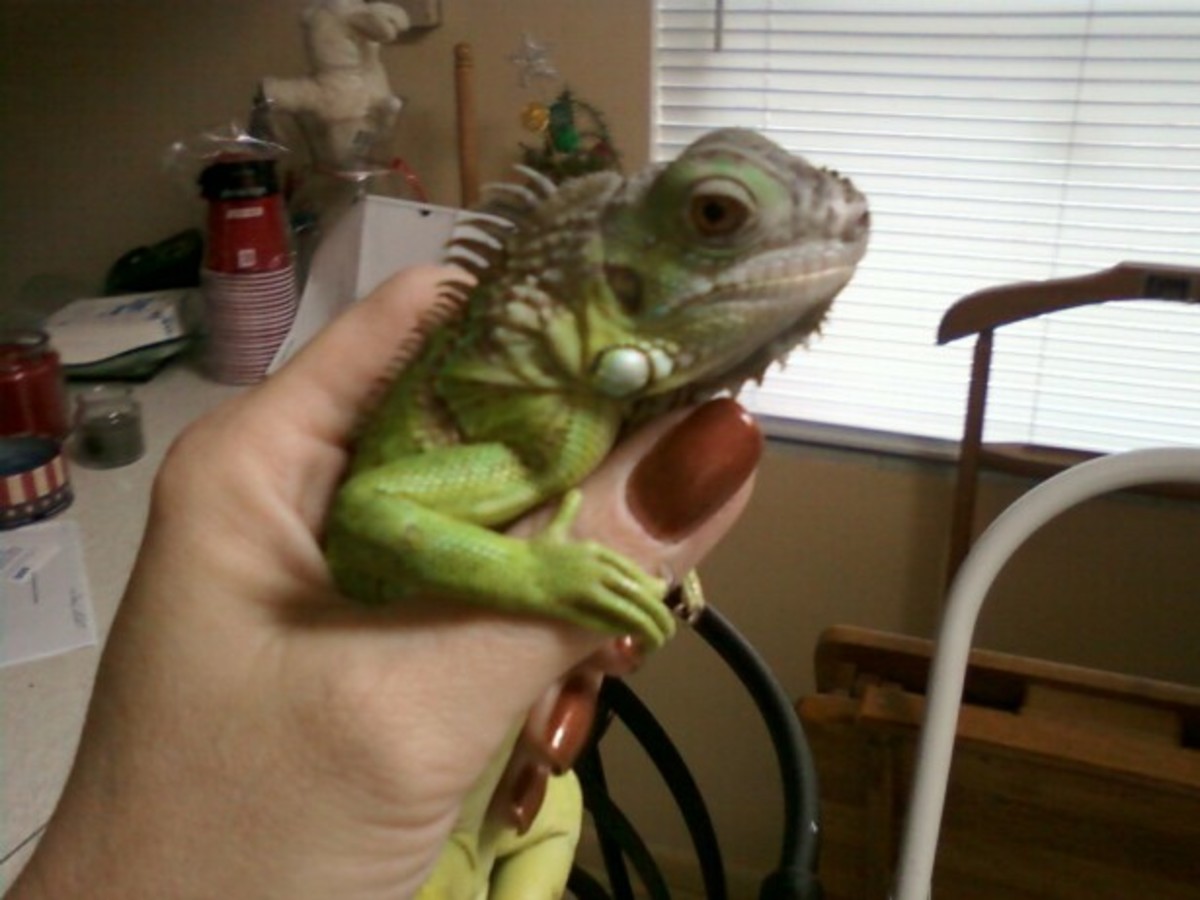 How to Feed Your Pet Iguana Without Breaking Your Bank Account HubPages