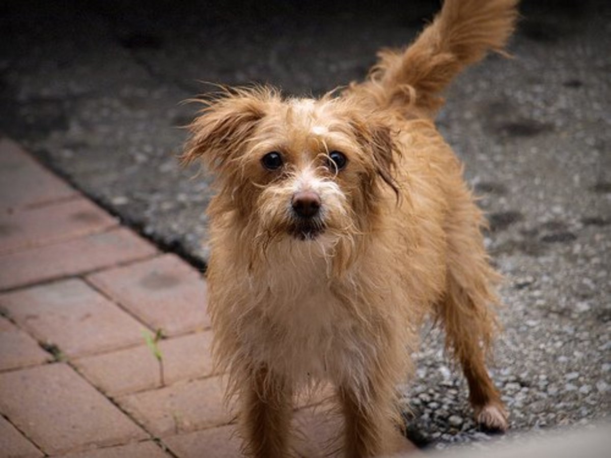 Do Dogs Bark at Ghosts? PetHelpful
