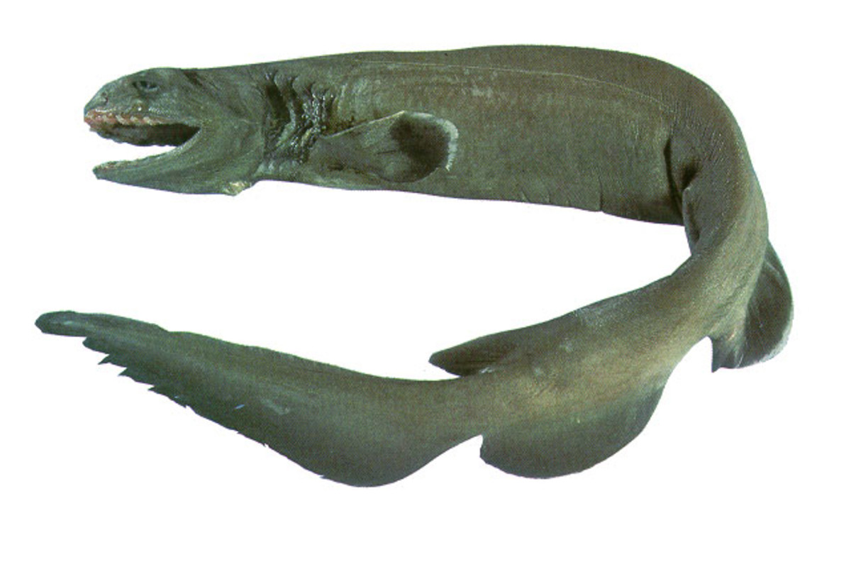 Frilled Sharks The Oldest Living Shark Species HubPages