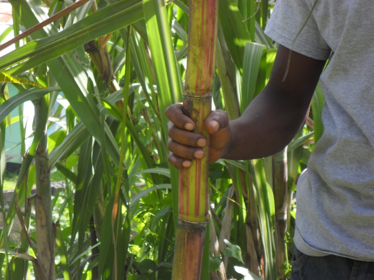 Sugarcane Cultivation And Sugar Cane Uses HubPages