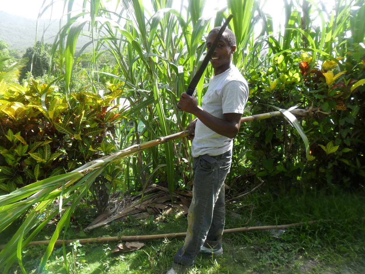 Sugarcane Cultivation And Sugar Cane Uses hubpages