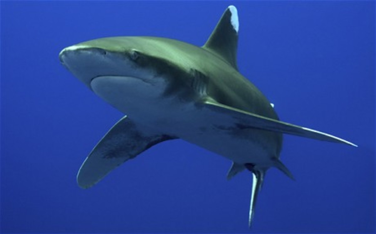 Oceanic Whitetip Sharks the Sharks that have Eaten the Most People
