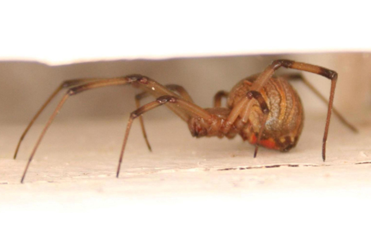What You Need to Know About the Brown Widow Spider Dengarden