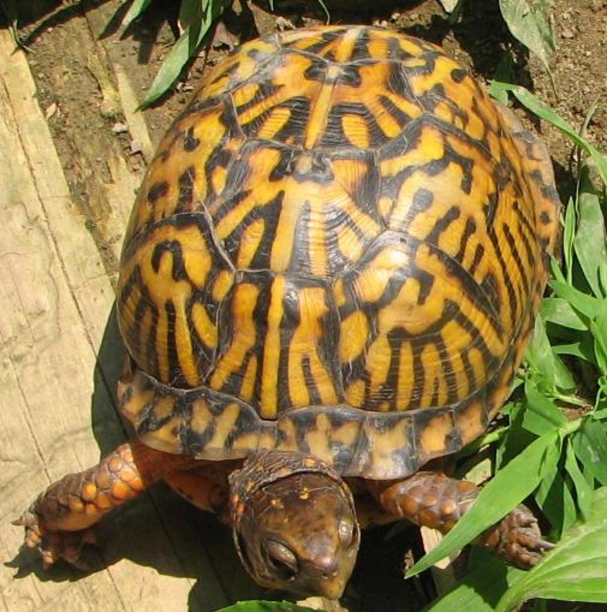 What You Should Know About Eastern Box Turtles HubPages