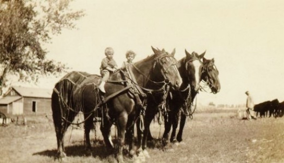 Old Pictures of Farming in North Dakota in the early 1900s HubPages