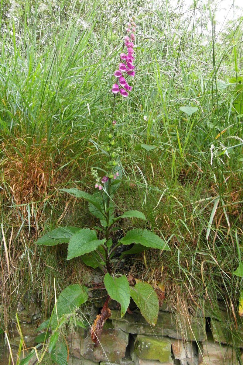 Plants That Grow on Walls Dengarden