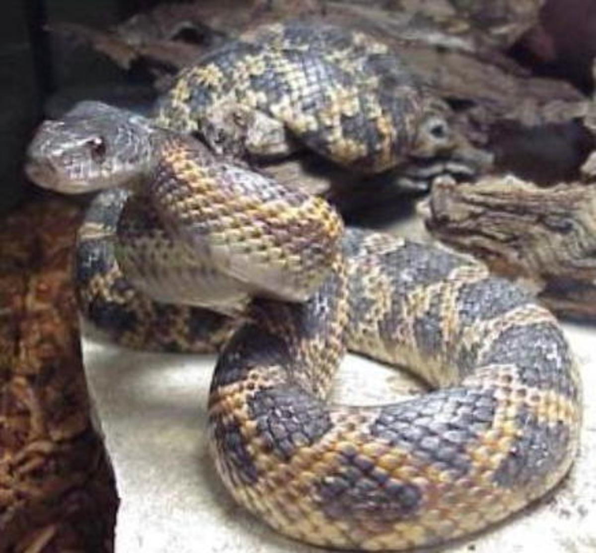 Best Pet Snake Species For Children And Beginners PetHelpful