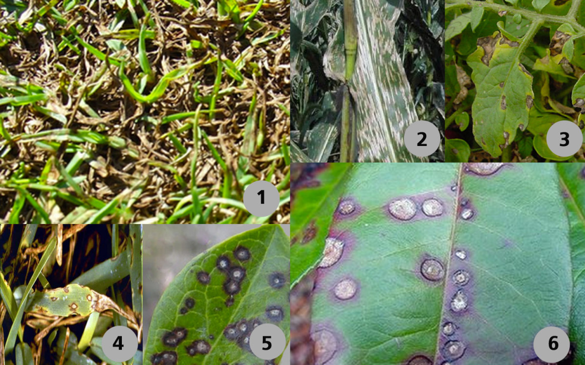 Gray Leaf Spot Fungus HubPages