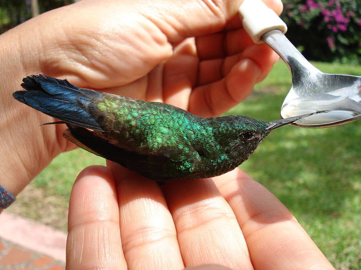 The Hummingbird Rescue Lady Of Las Vegas HubPages