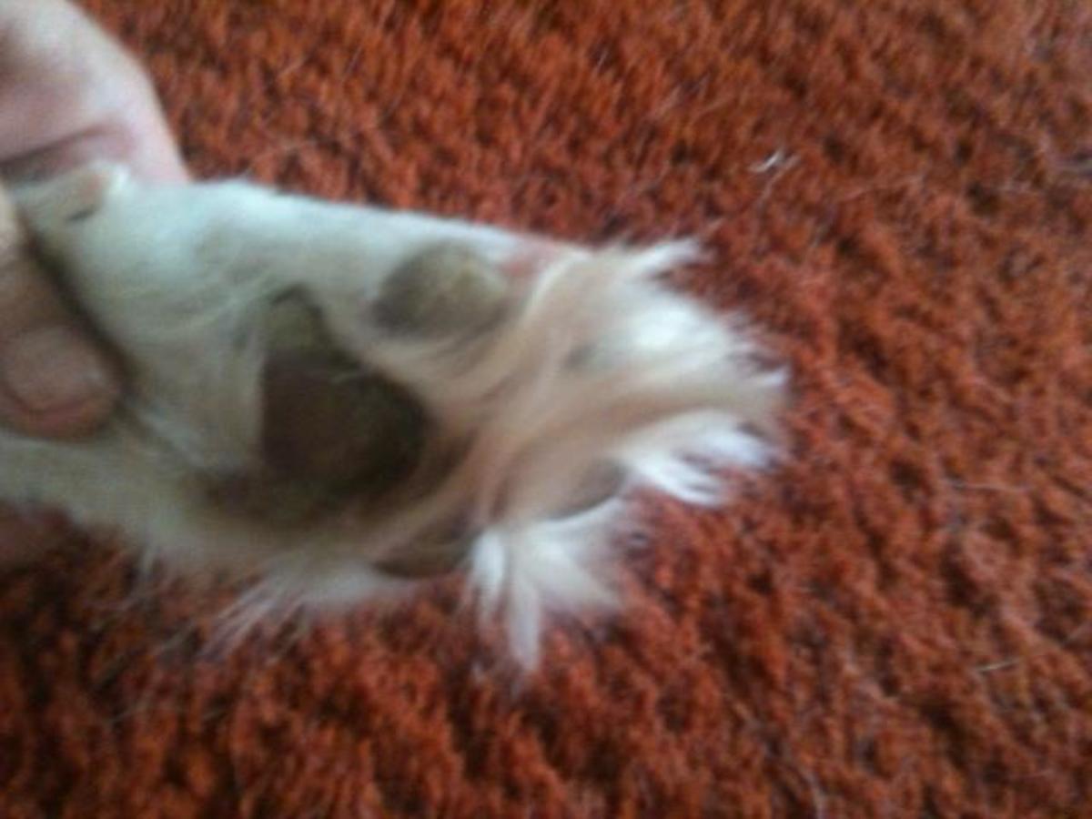 How to Groom a Siberian Husky PetHelpful